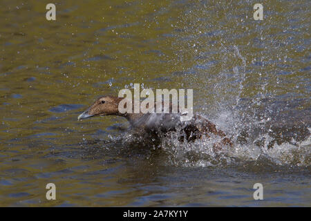 De détaillée canard eider à duvet (Somateria mollissima) isolés à l'extérieur, Centre, Slimbridge Wetland splashing in water profitant du soleil. Banque D'Images