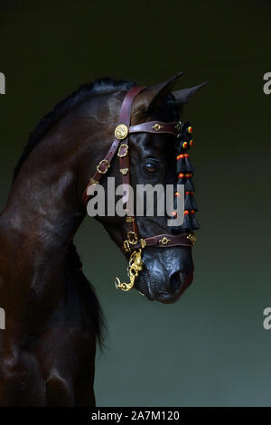 Portrait cheval de selle andalouse Bay contre dark barn stables Banque D'Images