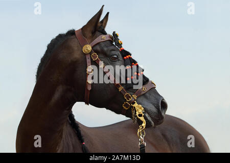 Portrait cheval de selle andalouse contre le fond de ciel Banque D'Images