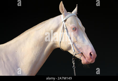 Blue-eyed Cremello cheval akhal-teke stable dans le noir Banque D'Images