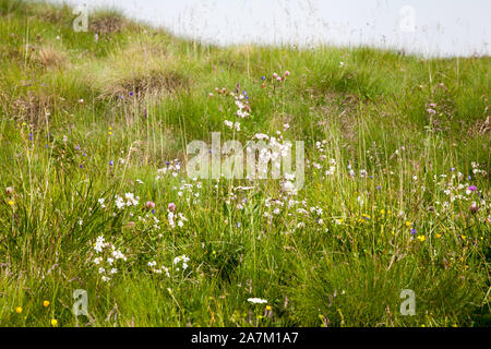 Alpine Gypsophila croissant dans le Val Gardena les Dolomites Southtyrol Italie Banque D'Images