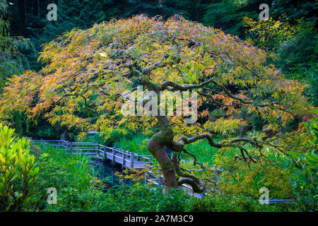 Le jardin japonais de Portland est un jardin traditionnel japonais occupant 12 hectares, situé à l'intérieur de Washington Park des collines à l'ouest de Portland, Oregon Banque D'Images