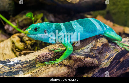 Magnifique portrait d'un mâle bagué Fidji, l'iguane lézard tropical de l'îles fidjiennes, espèce de reptiles en voie de disparition Banque D'Images