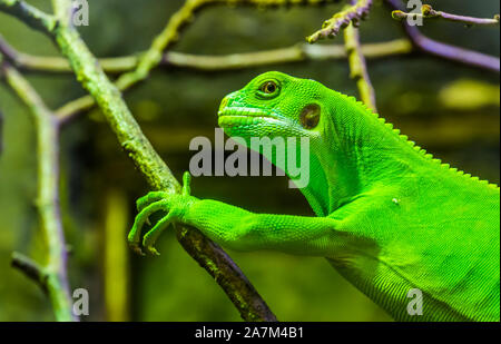 Vert femelle iguane Fidji bagués en gros plan, lézard tropical de l'îles fidjiennes, espèce de reptiles en voie de disparition Banque D'Images