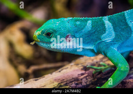 Le visage d'un mâle bagué Fidji dans l'iguane lézard tropical, gros plan de la disparition des îles fidjiennes, espèce de reptiles Banque D'Images