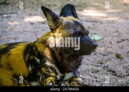 Chien sauvage d'Afrique avec son visage en gros plan, en voie de disparition Espèce animale d'Afrique Banque D'Images