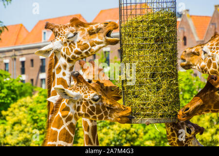 Les Girafes réticulée de foin de l'alimentation à partir d'un panier, d'équipement d'alimentation des animaux de zoo, en voie de disparition Espèce animale d'Afrique Banque D'Images