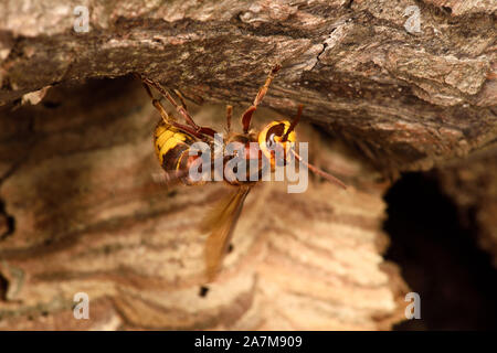 Frelon européen (Vespa crabro) adultes à l'entrée du nid, Pays de Galles, Royaume-Uni, octobre Banque D'Images