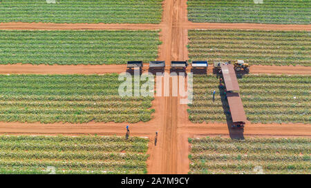 La ferme brésilienne de fruits et de palmiers a tiré dessus avec une drone montrant les plantes de melon vert et les palmiers pendant la récolte entourée de sable rouge Banque D'Images