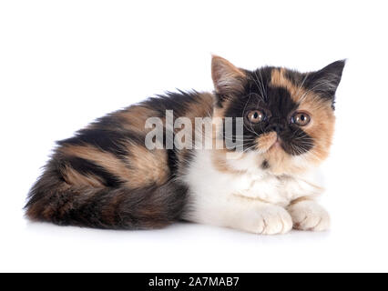 Exotic shorthair in front of white background Banque D'Images