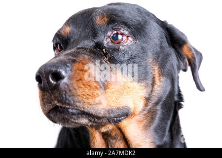 Gonflement rouge les yeux de chien enflammée lors d'une infection Banque D'Images