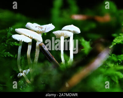 Champignons minuscules Banque D'Images