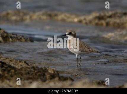 Pluvier siffleur (Charadrius sable plus leschennaultii) dans le surf sur l'île de Chypre. Banque D'Images