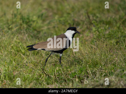 Spur-Winged sociable (Vanellus spinosis) sur les herbages, Chypre, Grèce. Banque D'Images