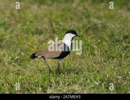 Spur-Winged sociable (Vanellus spinosis) sur les herbages, Chypre, Grèce. Banque D'Images