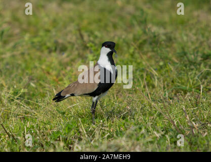 Spur-Winged sociable (Vanellus spinosis) sur les herbages, Chypre, Grèce. Banque D'Images