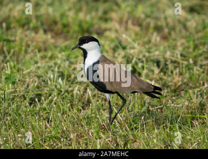 Spur-Winged sociable (Vanellus spinosis) sur les herbages, Chypre, Grèce. Banque D'Images