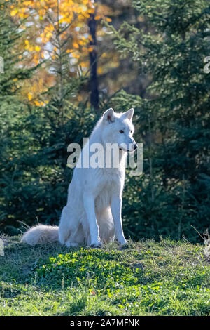 Loup arctique, paquet de loups blancs debout dans la forêt au Canada Banque D'Images