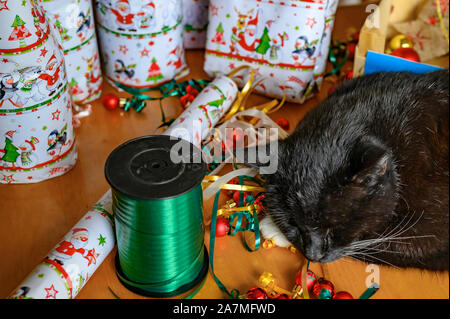 Chat noir dans le milieu de la décoration de Noël, qui sert à embellir les dons d'un calendrier de Noël. Banque D'Images