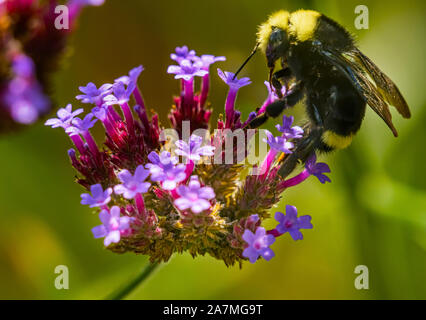 Bumble Bee jaune Bumblebee se nourrissant de nectar aux papillons bleu Jardin Botanique Bellevue Washington Banque D'Images