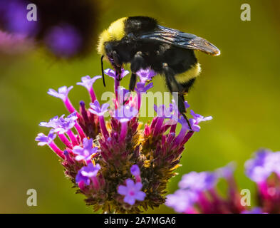 Bumble Bee jaune Bumblebee se nourrissant de nectar aux papillons bleu Jardin Botanique Bellevue Washington Banque D'Images