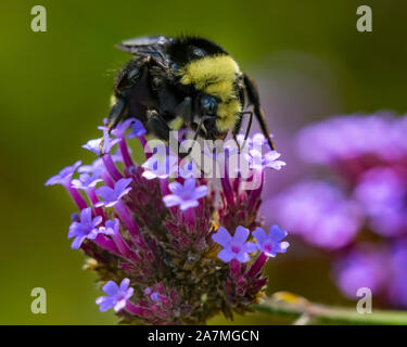 Bumble Bee jaune Bumblebee se nourrissant de nectar aux papillons bleu Jardin Botanique Bellevue Washington Banque D'Images