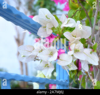 Belles fleurs de bougainvilliers blancs dans le jardin Banque D'Images