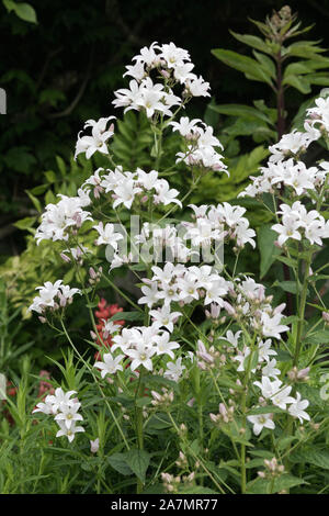 Campanula lactiflora Alba Banque D'Images