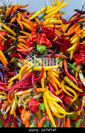Poivre colorés dans les rues de Palma, Espagne. Banque D'Images