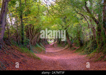 Le chemin d'Halnaker Moulin, Mill Lane, Chichester, West Sussex, Angleterre, Royaume-Uni. Banque D'Images