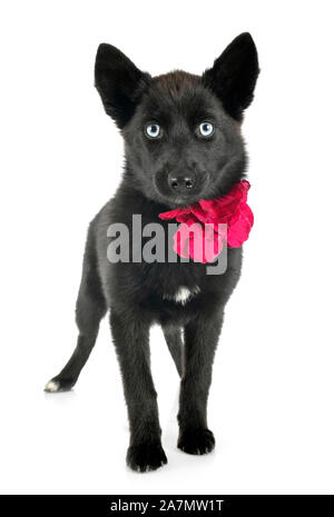 Pomsky noir in front of white background Banque D'Images