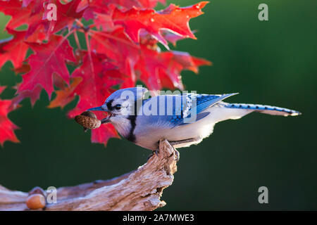 Geai bleu à l'automne Banque D'Images