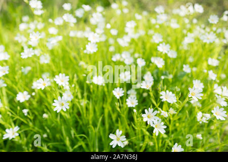Stellaria holostea. Fleurs de printemps blanc sauvage dans l'herbe Banque D'Images