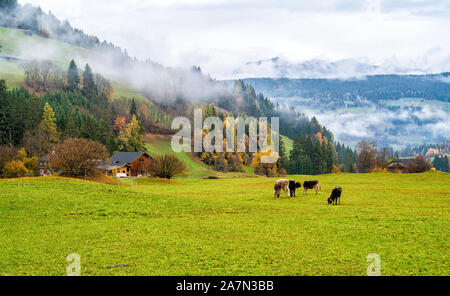 Matin d'automne brumeux près de Braies, Province de Bolzano, Trentin-Haut-Adige, Italie. Banque D'Images