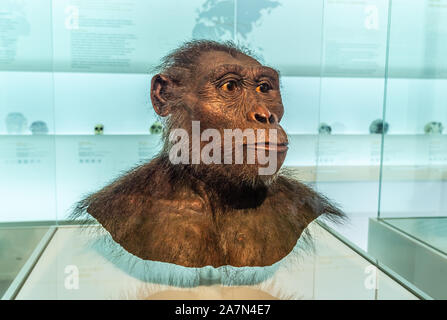 Lucy, Australopithecus afarensis, la reconstruction de la tête au Musée d'Histoire Naturelle de Bâle, Suisse. Banque D'Images