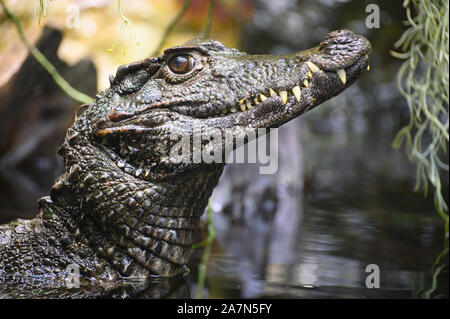 Un alligator féroces camouflées dans un marécage de rainforest recherche une proie Banque D'Images