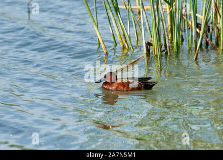 Sarcelle cannelle (Anas cyanoptera) Nager dans le lac Chapala, Ajijic, Jalisco, Mexique Banque D'Images