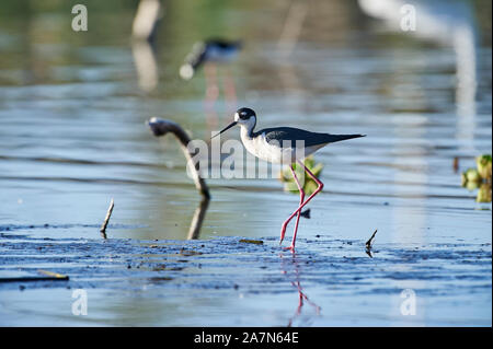 Échasse d'Amérique (Himantopus mexicanus) à la recherche de nourriture le long du bord du lac Chapala, Jalisco, Mexique, Jocotopec Banque D'Images