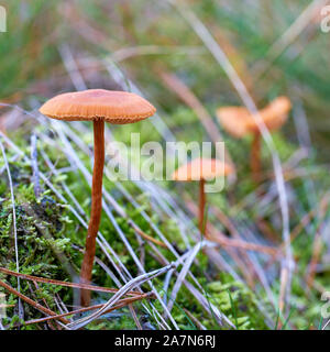 Laccaria cireuse (Laccaria laccata) sur le sol de la forêt en automne Banque D'Images