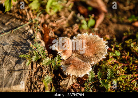 Faux les champignons sur une vieille souche dans les bois. Dans une forêt de champignons Banque D'Images