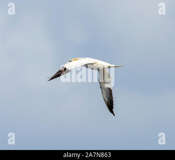 Gannet en vol, pris dans les îles Shetland, en Écosse Banque D'Images