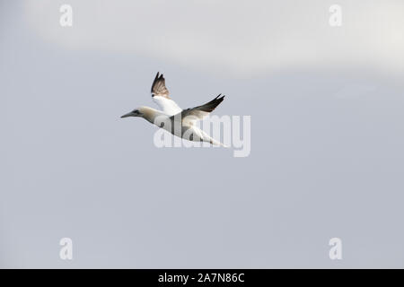 Gannet en vol, pris dans les îles Shetland, en Écosse Banque D'Images