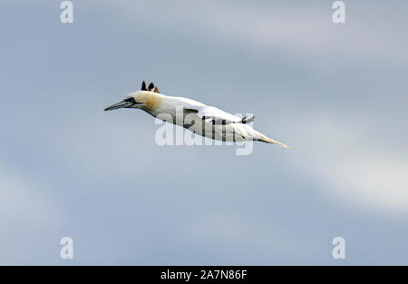 Gannet en vol, pris dans les îles Shetland, en Écosse Banque D'Images