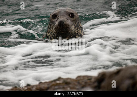 Un sceau gris, en regardant avec précaution depuis les vagues Banque D'Images