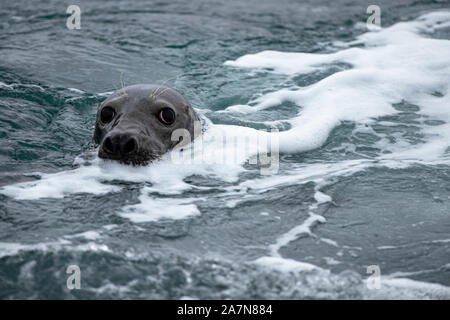 Un sceau gris, en regardant avec précaution depuis les vagues Banque D'Images