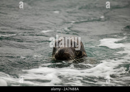 Un sceau gris, en regardant avec précaution depuis les vagues Banque D'Images