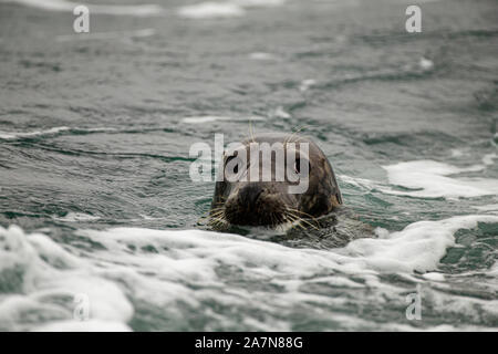 Un sceau gris, en regardant avec précaution depuis les vagues Banque D'Images