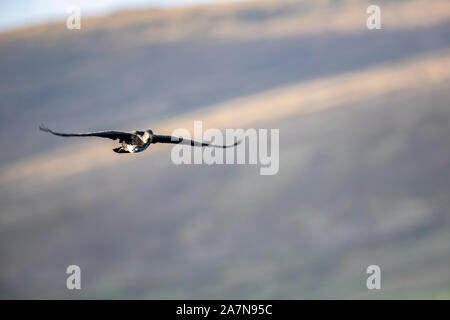 Un cormorant en vol sous le soleil du soir Banque D'Images