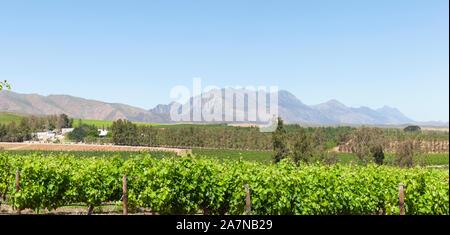 Vue panoramique de vignobles dans Klaasvoegds, Robertson Wine Valley, Western Cape Winelands, Afrique du Sud au printemps avec les Monts Langeberg Banque D'Images