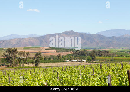 Vignobles de la vallée du vin Robertson, Western Cape Winelands, Afrique du Sud au printemps en vue de la Riviersonderend Mountains Banque D'Images